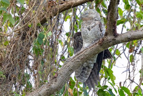 Mãe-da-lua-gigante na Serra do Amolar - também denominado urutau-gigante ou urutau-grande
