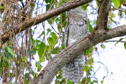 Mãe-da-lua-gigante na Serra do Amolar - também denominado urutau-gigante ou urutau-grande