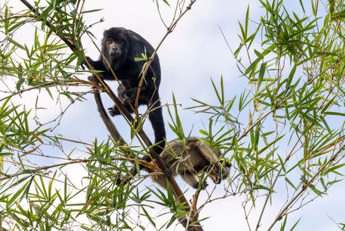 Casal de bugios em bambuzal na Serra do Amolar - sub-região Pantanal do Paraguai - Pantanal Sul