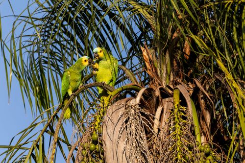 Casal de papagaios-verdadeiros se alimentando de frutos de bocaiúva na Serra do Amolar - sub-região Pantanal