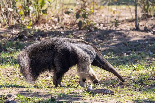 Tamanduá-bandeira - espécie ameaçada de extinção - Pantanal de Aquidauana