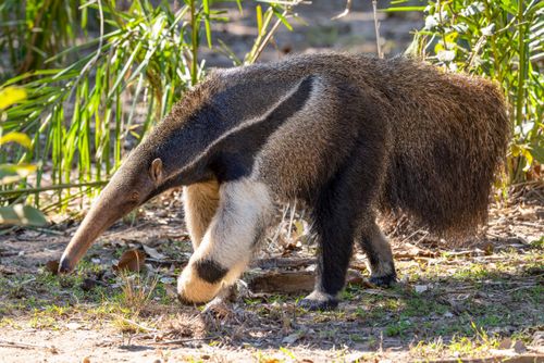 Tamanduá-bandeira - espécie ameaçada de extinção - Pantanal de Aquidauana