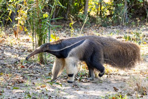 Tamanduá-bandeira - espécie ameaçada de extinção - Pantanal de Aquidauana