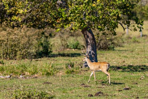 Veado-campeiro macho - Pantanal Sul