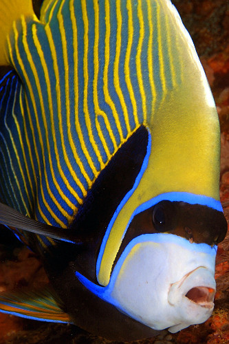 Peixe-anjo imperador (Pomacanthus imperator) - Puerto Galera - Ilha de Mindoro - Filipinas