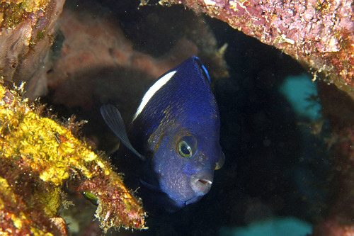 Peixe-anjo (Centropyge tibicen) - Puerto Galera - Ilha de Mindoro - Filipinas