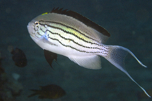 Macho de peixe-anjo (Genicanthus lamarck) - Puerto Galera - Ilha de Mindoro - Filipinas