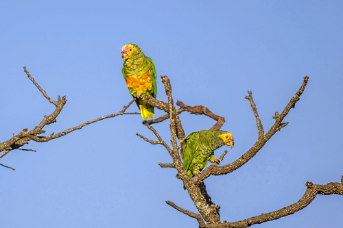 19DIB839