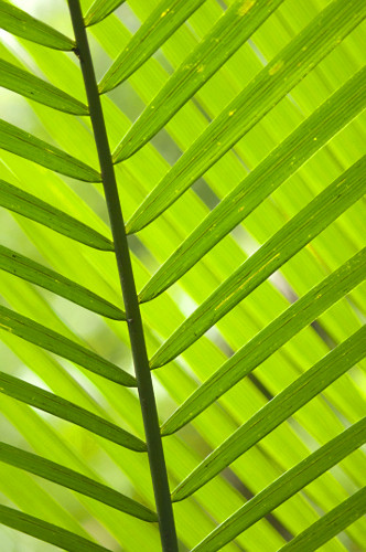 palmiteiro | Pulsar Imagens | Banco imagens do Brasil