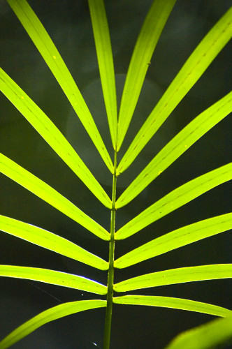 palmiteiro | Pulsar Imagens | Banco imagens do Brasil