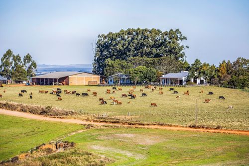 Rebanho bovino em pastagem em fazenda de criação de gado