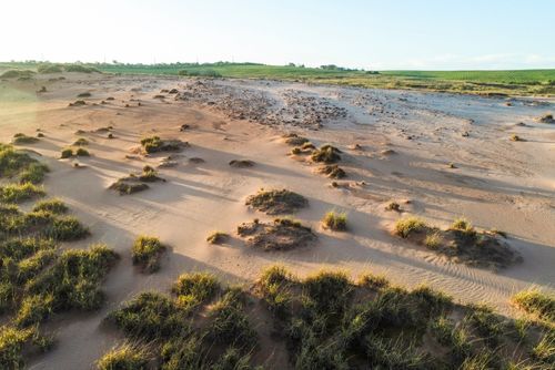 Vista de drone de local onde houveram tentativas frustradas de recuperação com a introdução de espécies v