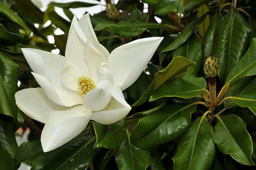 magnolia | Pulsar Imagens | Banco imagens do Brasil