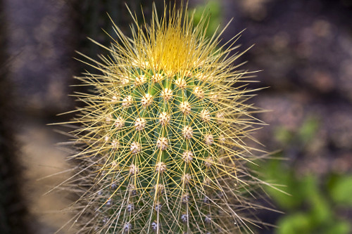 cacto facheiro | Pulsar Imagens | Banco imagens do Brasil