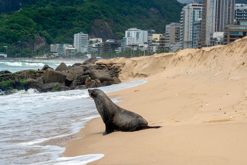 lobo do mar | Pulsar Imagens | Banco imagens do Brasil
