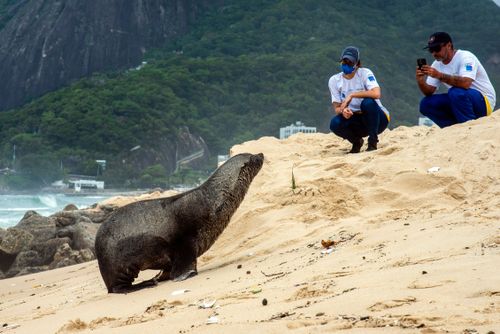 lobo do mar | Pulsar Imagens | Banco imagens do Brasil