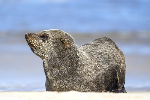 lobo do mar | Pulsar Imagens | Banco imagens do Brasil