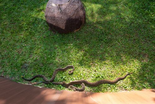 Cobras-cascavéis no Instituto Butantan - centro de pesquisa biomédicas 