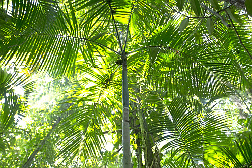 palmiteiro | Pulsar Imagens | Banco imagens do Brasil