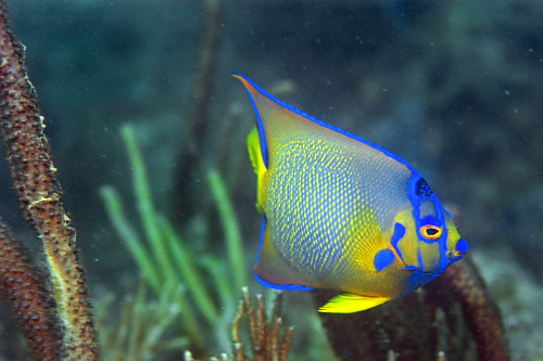 Peixe-anjo juvenil - Holacanthus ciliaris - Ilha Escalvada - Guarapari - ES