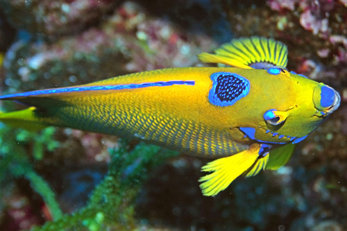 Peixe-anjo ou ciliares amarelo - Holacanthus ciliaris- Arquipélago de São Pedro e São Paulo