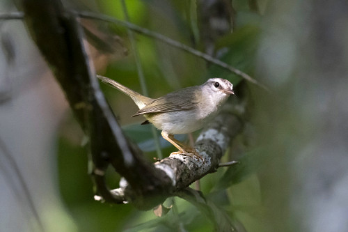 Pula-pula - Parque Nacional das Emas