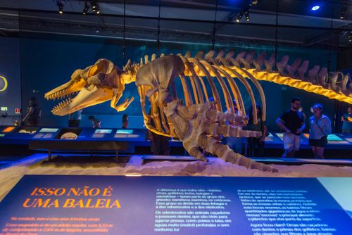 Esqueleto de orca da exposição Oceano – O Mundo é um Arquipélago no Museu do Amanhã 