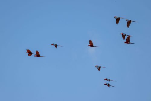 24DIB175