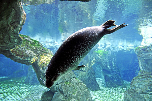 Acquario di Genova | Pulsar Imagens | Banco imagens do Brasil