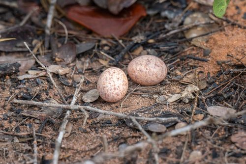 Ovos de bacurau-tesoura - RPPN São Francisco da TrijunçãoTrijunção