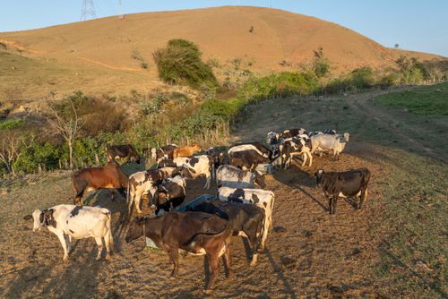 Vista de drone de rebanho de gado leiteiro