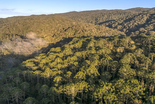 Parque Estadual da Serra do Mar com destaque para mata de araucárias - floresta ombrófila mista