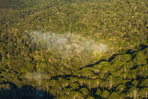 Parque Estadual da Serra do Mar com destaque para mata de araucárias - floresta ombrófila mista