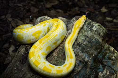 serpente | Pulsar Imagens | Banco imagens do Brasil