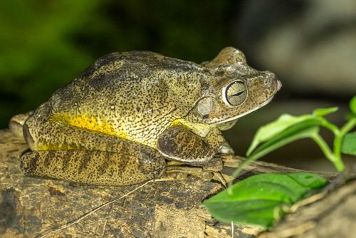 sapo martelo | Pulsar Imagens | Banco imagens do Brasil