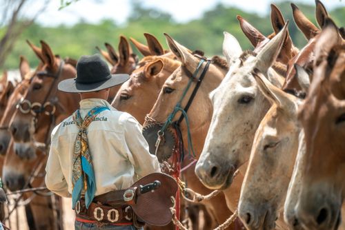 burro | Pulsar Imagens | Banco imagens do Brasil
