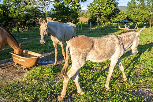 jerico | Pulsar Imagens | Banco imagens do Brasil