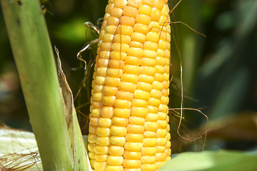 27CD423