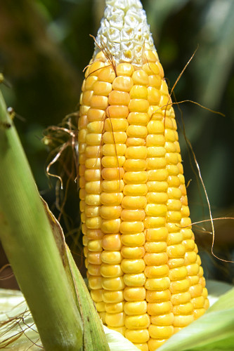27CD424