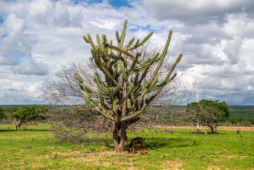 cactus mandacarú | Pulsar Imagens | Banco imagens do Brasil