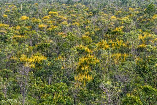 flor terra | Pulsar Imagens | Banco imagens do Brasil