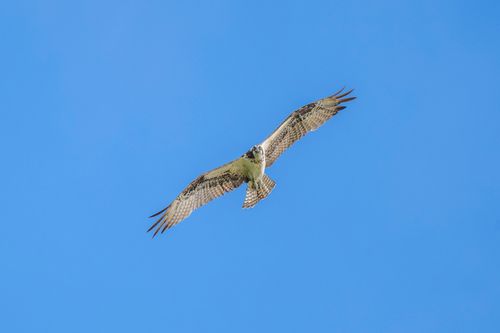 27DIB767