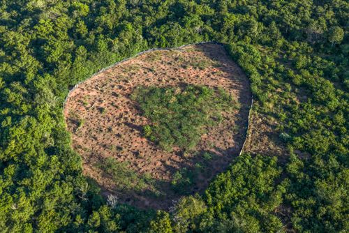 Plantação de mandioca da Aldeia Ipatsé da etnia Kuikuro - Parque Indígena do Xingu