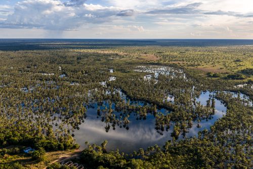 Vista de drone de buritizal no Rio Mirassol - Parque Indígena do Xingu