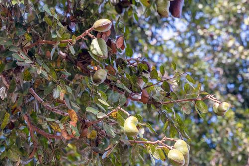 Frutos do Jatobá-da-mata - Vão do Buraquinho