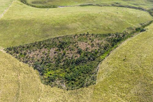 Vista de drone de área de restauração florestal entre áreas de pastagem aos pés da Serra da Mantiqueira