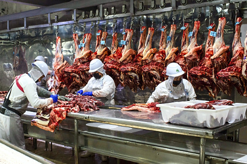 Linha de desossa de gado em frigorífico