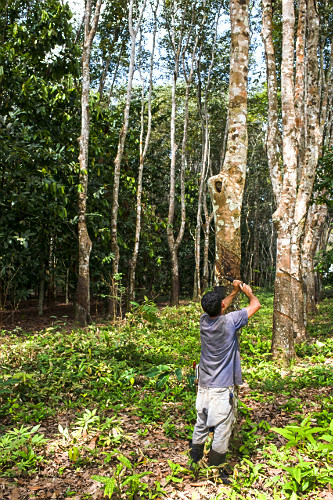 Extração de látex no Projeto de Assentamento Extrativista Chico Mendes - Seringal Cachoeira - Reserva Extra