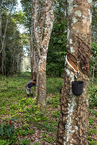 Extração de látex no Projeto de Assentamento Extrativista Chico Mendes - Seringal Cachoeira - Reserva Extra