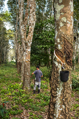 Extração de látex no Projeto de Assentamento Extrativista Chico Mendes - Seringal Cachoeira - Reserva Extra